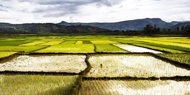 Rit via Ambositra naar Ranomafana National Park </b><p>
                     De rit gaat verder zuidwaarts naar het stadje Ambositra gelegen tussen de rijstvelden. 
                     Het is een zeer vruchtbare streek en wordt bewoond door de Betsileo, de beste rijst - verbouwers van Madagaskar. 
                     De eerste migranten uit Zuid – Oost Azië brachten rijst mee naar Madagaskar, het Malagassische woord voor rijst is vary.
                     Op de moerasgronden in de dalen wordt de methode van de natte rijstbouw toegepast ’horaka’ en op de hellingen gebruikt men 
                     het tavysysteem oftewel de droge rijstbouw. Onder normale omstandigheden kan men twee keer per jaar oogsten met wat geluk 
                     oogsten ze soms drie keer per jaar. Ook staat Ambositra bekend om z’n houtsnijwerk wat vanuit de omliggende dorpen wordt 
                     aangevoerd